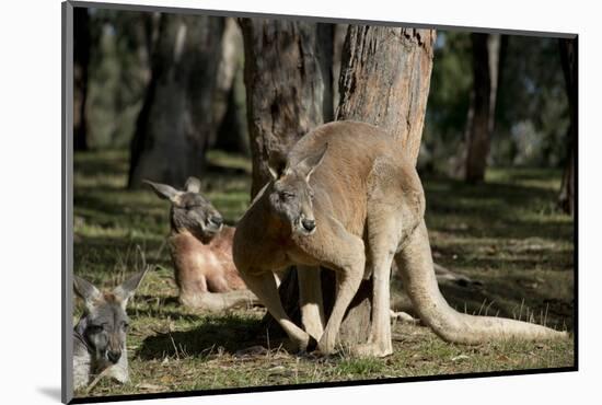 Australia, Adelaide. Cleland Wildlife Park. Red Kangaroos-Cindy Miller Hopkins-Mounted Premium Photographic Print