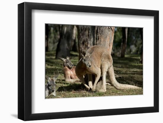 Australia, Adelaide. Cleland Wildlife Park. Red Kangaroos-Cindy Miller Hopkins-Framed Photographic Print