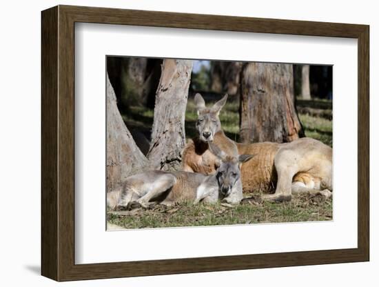 Australia, Adelaide. Cleland Wildlife Park. Red Kangaroos-Cindy Miller Hopkins-Framed Photographic Print