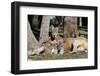 Australia, Adelaide. Cleland Wildlife Park. Red Kangaroos-Cindy Miller Hopkins-Framed Photographic Print