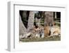 Australia, Adelaide. Cleland Wildlife Park. Red Kangaroos-Cindy Miller Hopkins-Framed Photographic Print