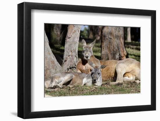 Australia, Adelaide. Cleland Wildlife Park. Red Kangaroos-Cindy Miller Hopkins-Framed Premium Photographic Print