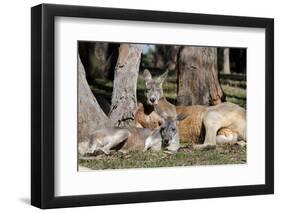 Australia, Adelaide. Cleland Wildlife Park. Red Kangaroos-Cindy Miller Hopkins-Framed Premium Photographic Print