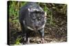 Australia, Adelaide. Cleland Wildlife Park. Tasmanian Devil-Cindy Miller Hopkins-Stretched Canvas