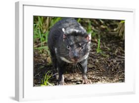 Australia, Adelaide. Cleland Wildlife Park. Tasmanian Devil-Cindy Miller Hopkins-Framed Photographic Print