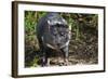 Australia, Adelaide. Cleland Wildlife Park. Tasmanian Devil-Cindy Miller Hopkins-Framed Photographic Print