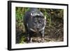 Australia, Adelaide. Cleland Wildlife Park. Tasmanian Devil-Cindy Miller Hopkins-Framed Photographic Print