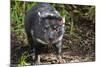 Australia, Adelaide. Cleland Wildlife Park. Tasmanian Devil-Cindy Miller Hopkins-Mounted Photographic Print