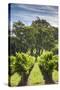 Australia, Adelaide Hills, Gumeracha, Vineyard-Walter Bibikow-Stretched Canvas