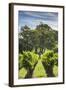 Australia, Adelaide Hills, Gumeracha, Vineyard-Walter Bibikow-Framed Photographic Print