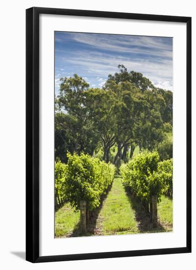 Australia, Adelaide Hills, Gumeracha, Vineyard-Walter Bibikow-Framed Photographic Print