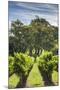 Australia, Adelaide Hills, Gumeracha, Vineyard-Walter Bibikow-Mounted Photographic Print