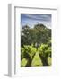 Australia, Adelaide Hills, Gumeracha, Vineyard-Walter Bibikow-Framed Photographic Print