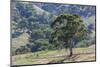 Australia, Adelaide Hills, Landscape-Walter Bibikow-Mounted Photographic Print