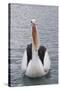 Australia, Albany, Oyster Harbor. Australian Pelican with Mouth Open-Cindy Miller Hopkins-Stretched Canvas