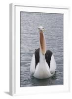 Australia, Albany, Oyster Harbor. Australian Pelican with Mouth Open-Cindy Miller Hopkins-Framed Photographic Print