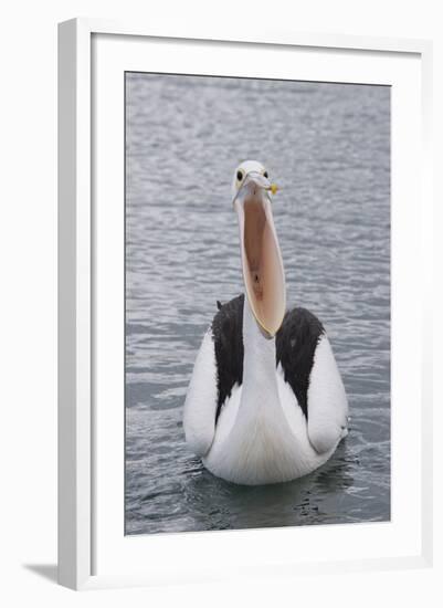 Australia, Albany, Oyster Harbor. Australian Pelican with Mouth Open-Cindy Miller Hopkins-Framed Photographic Print