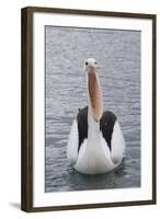 Australia, Albany, Oyster Harbor. Australian Pelican with Mouth Open-Cindy Miller Hopkins-Framed Photographic Print