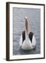Australia, Albany, Oyster Harbor. Australian Pelican with Mouth Open-Cindy Miller Hopkins-Framed Photographic Print