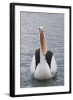 Australia, Albany, Oyster Harbor. Australian Pelican with Mouth Open-Cindy Miller Hopkins-Framed Photographic Print