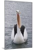 Australia, Albany, Oyster Harbor. Australian Pelican with Mouth Open-Cindy Miller Hopkins-Mounted Photographic Print