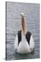 Australia, Albany, Oyster Harbor. Australian Pelican with Mouth Open-Cindy Miller Hopkins-Stretched Canvas