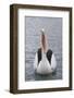 Australia, Albany, Oyster Harbor. Australian Pelican with Mouth Open-Cindy Miller Hopkins-Framed Photographic Print