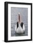 Australia, Albany, Oyster Harbor. Australian Pelican with Mouth Open-Cindy Miller Hopkins-Framed Photographic Print