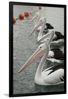 Australia, Albany, Oyster Harbor. Australian Pelican-Cindy Miller Hopkins-Framed Photographic Print