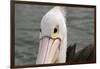 Australia, Albany, Oyster Harbor. Australian Pelican-Cindy Miller Hopkins-Framed Photographic Print