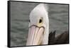 Australia, Albany, Oyster Harbor. Australian Pelican-Cindy Miller Hopkins-Framed Stretched Canvas