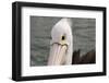 Australia, Albany, Oyster Harbor. Australian Pelican-Cindy Miller Hopkins-Framed Photographic Print