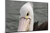 Australia, Albany, Oyster Harbor. Australian Pelican-Cindy Miller Hopkins-Mounted Photographic Print