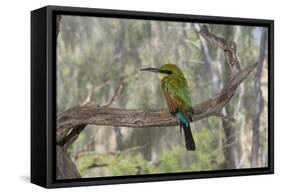 Australia, Alice Springs. Alice Springs Desert Park. Rainbow Bee-Eater-Cindy Miller Hopkins-Framed Stretched Canvas