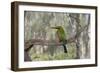 Australia, Alice Springs. Alice Springs Desert Park. Rainbow Bee-Eater-Cindy Miller Hopkins-Framed Photographic Print