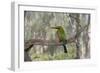 Australia, Alice Springs. Alice Springs Desert Park. Rainbow Bee-Eater-Cindy Miller Hopkins-Framed Photographic Print