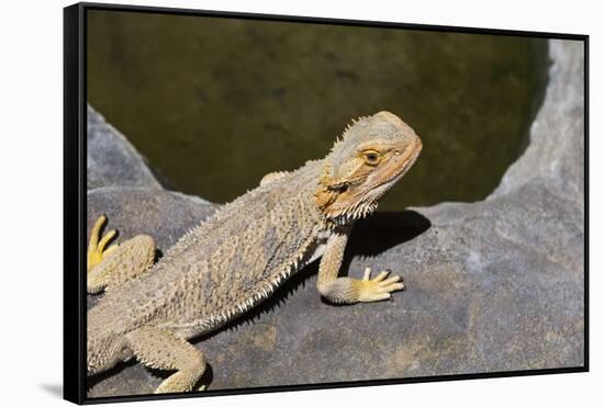 Australia, Alice Springs. Bearded Dragon by Small Pool of Water-Cindy Miller Hopkins-Framed Stretched Canvas