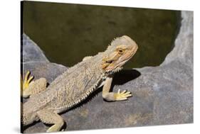 Australia, Alice Springs. Bearded Dragon by Small Pool of Water-Cindy Miller Hopkins-Stretched Canvas