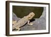 Australia, Alice Springs. Bearded Dragon by Small Pool of Water-Cindy Miller Hopkins-Framed Photographic Print