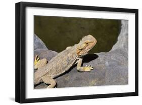 Australia, Alice Springs. Bearded Dragon by Small Pool of Water-Cindy Miller Hopkins-Framed Photographic Print