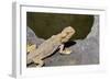 Australia, Alice Springs. Bearded Dragon by Small Pool of Water-Cindy Miller Hopkins-Framed Photographic Print