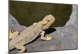 Australia, Alice Springs. Bearded Dragon by Small Pool of Water-Cindy Miller Hopkins-Mounted Photographic Print