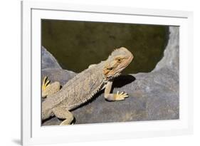 Australia, Alice Springs. Bearded Dragon by Small Pool of Water-Cindy Miller Hopkins-Framed Photographic Print