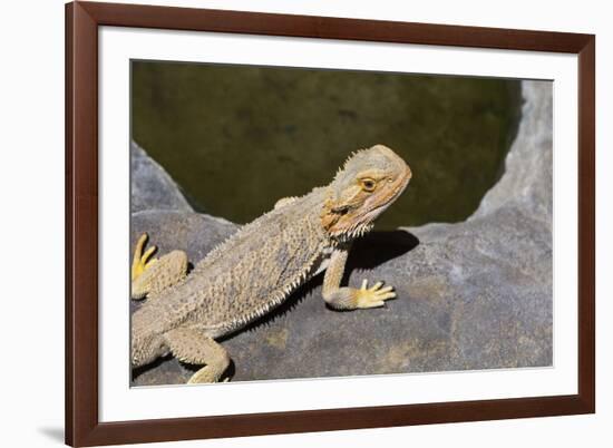 Australia, Alice Springs. Bearded Dragon by Small Pool of Water-Cindy Miller Hopkins-Framed Photographic Print