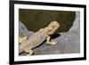 Australia, Alice Springs. Bearded Dragon by Small Pool of Water-Cindy Miller Hopkins-Framed Photographic Print