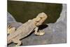 Australia, Alice Springs. Bearded Dragon by Small Pool of Water-Cindy Miller Hopkins-Mounted Photographic Print