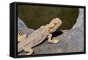 Australia, Alice Springs. Bearded Dragon by Small Pool of Water-Cindy Miller Hopkins-Framed Stretched Canvas