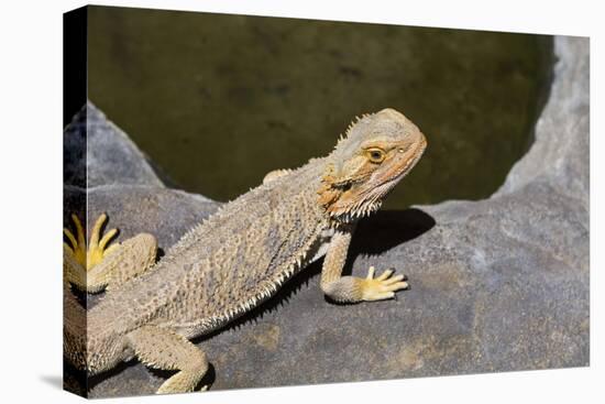 Australia, Alice Springs. Bearded Dragon by Small Pool of Water-Cindy Miller Hopkins-Stretched Canvas