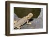 Australia, Alice Springs. Bearded Dragon by Small Pool of Water-Cindy Miller Hopkins-Framed Photographic Print