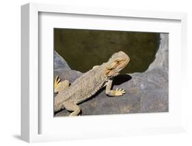 Australia, Alice Springs. Bearded Dragon by Small Pool of Water-Cindy Miller Hopkins-Framed Photographic Print